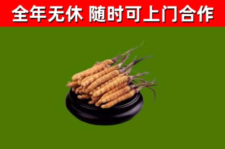 陇南回收冬虫夏草