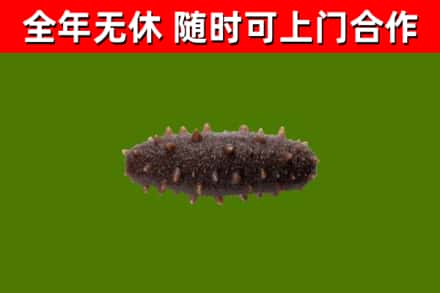 陇南回收海参干